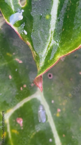 water drop on leaf