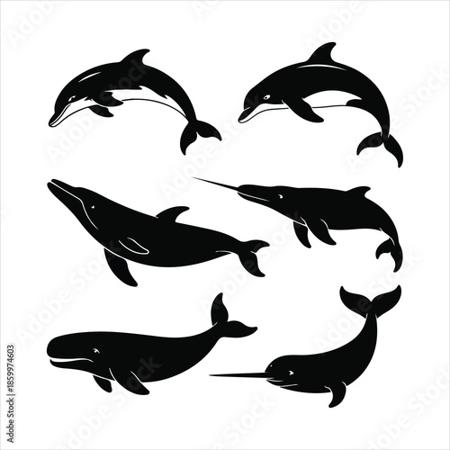set of dolphins