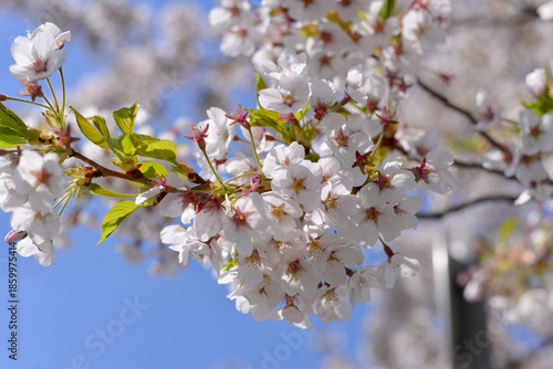 青空に咲く桜の木