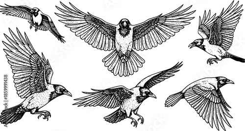 Set of Flying Crow Vector Sketch, Hand-Drawn Engraved Style Illustration of Large Black Bird and Vintage Raven Drawing

