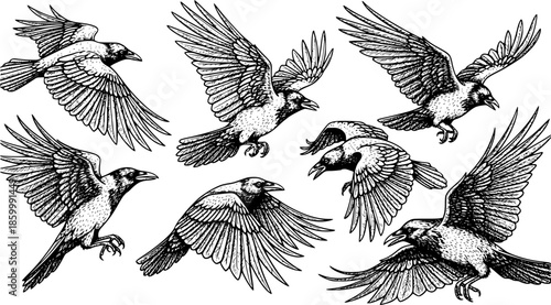 Set of Flying Crow Vector Sketch, Hand-Drawn Engraved Style Illustration of Large Black Bird and Vintage Raven Drawing
