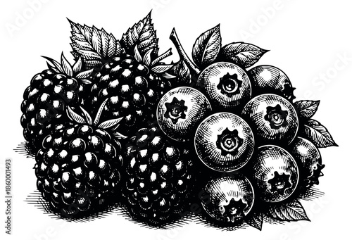 Hand drawn berries set featuring blackberries and blueberries with leaves for healthy eating