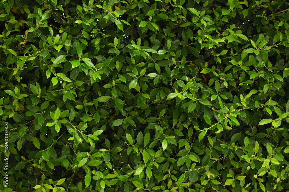 Obraz premium green leaf fence in the garden, natural background in springtime