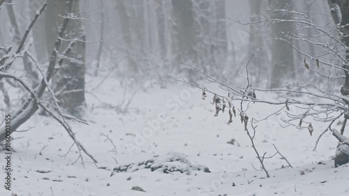 Wallpaper Mural Quiet winter forest covered in fresh snow, serene and tranquil atmosphere Torontodigital.ca