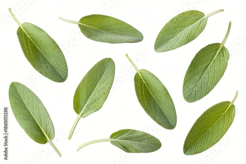 Fresh green sage leaves are scattered randomly across a plain white background. 