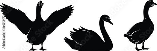 Waterfowl silhouette vector, goose and swan poses, bird anatomy illustration, wildlife graphic art, nature themed animal design, flavector