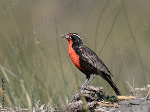 Long-tailed Meadowlark Perched on Grassland in Patagonia Argentina