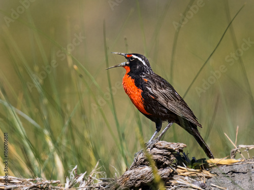 Long-tailed Meadowlark Singing in Patagonian Grassland Habitat