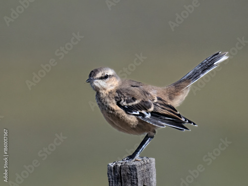 Patagonian Mockingbird Perched on Wooden Post in Natural Habitat