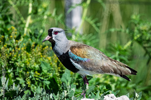 Southern Lapwing standing in lush Patagonian grassland habitat