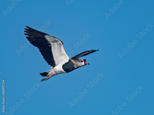 Southern Lapwing in Flight Against Clear Blue Sky in Patagonia