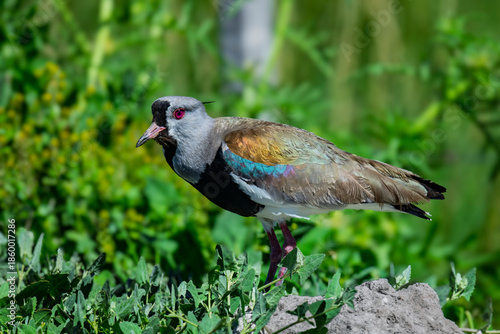 Southern Lapwing Standing on Green Vegetation in Patagonia Argentina
