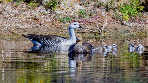 Upland Goose Family Swimming Together in Patagonian Wetland Habitat