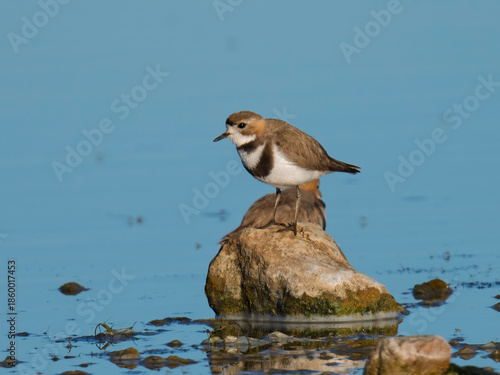 Two-banded Plover Standing on Rock by Patagonian Lake Shore