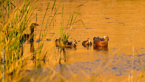 Upland Goose Family Swimming in Golden Patagonian Wetland at Sunset