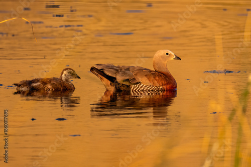 Upland Goose Adult and Gosling Swimming in Patagonian Wetland at Sunset