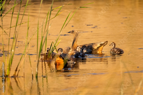 Upland Goose Family Swimming in Patagonian Wetland at Sunset