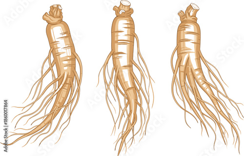 Fresh organic ginseng root vector set with three detailed herbal medicinal plants isolated on white background for healthy traditional medicine product design