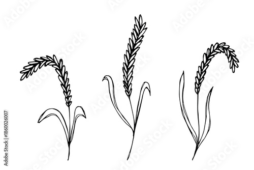 Set of hand drawn cereal wheat oat rye barley rice ears spikelet clipart Organic wheat bread agriculture farming harvest healthy food Single element for design print packaging label decor