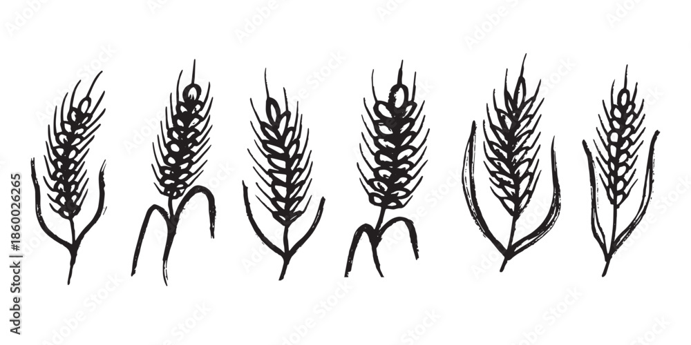 Fototapeta premium Set of hand drawn cereal wheat oat rye barley rice ears spikelet clipart Organic wheat bread agriculture farming harvest healthy food Single element for design print packaging label decor