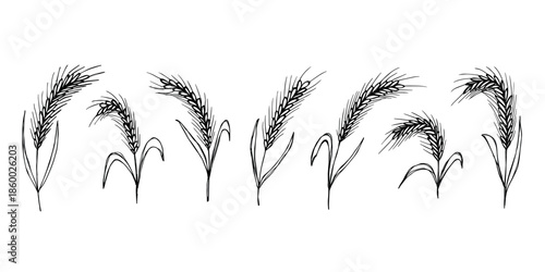 Set of hand drawn cereal wheat oat rye barley rice ears spikelet clipart Organic wheat bread agriculture farming harvest healthy food Single element for design print packaging label decor