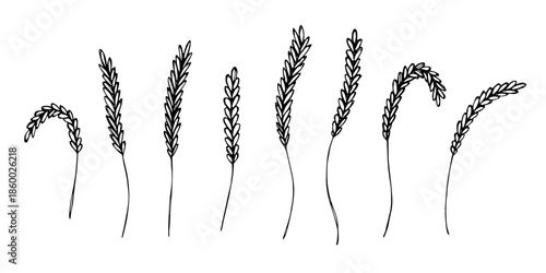Set of hand drawn cereal wheat oat rye barley rice ears spikelet clipart Organic wheat bread agriculture farming harvest healthy food Single element for design print packaging label decor