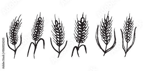 Set of hand drawn cereal wheat oat rye barley rice ears spikelet clipart Organic wheat bread agriculture farming harvest healthy food Single element for design print packaging label decor