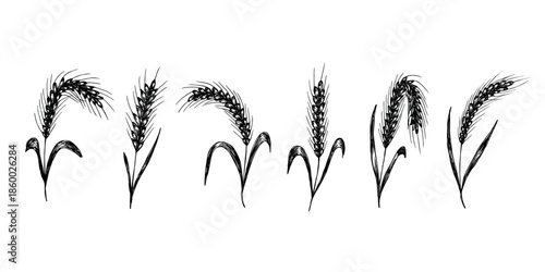 Set of hand drawn cereal wheat oat rye barley rice ears spikelet clipart Organic wheat bread agriculture farming harvest healthy food Single element for design print packaging label decor