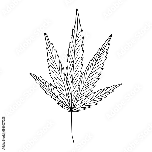 Hand drawn cannabis leaf Medicine marijuana Hemp leaves clipart in doodle style Single element for print, web, design, decor