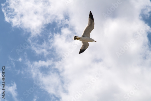 low angle view of a seagull flying against clouds and sky