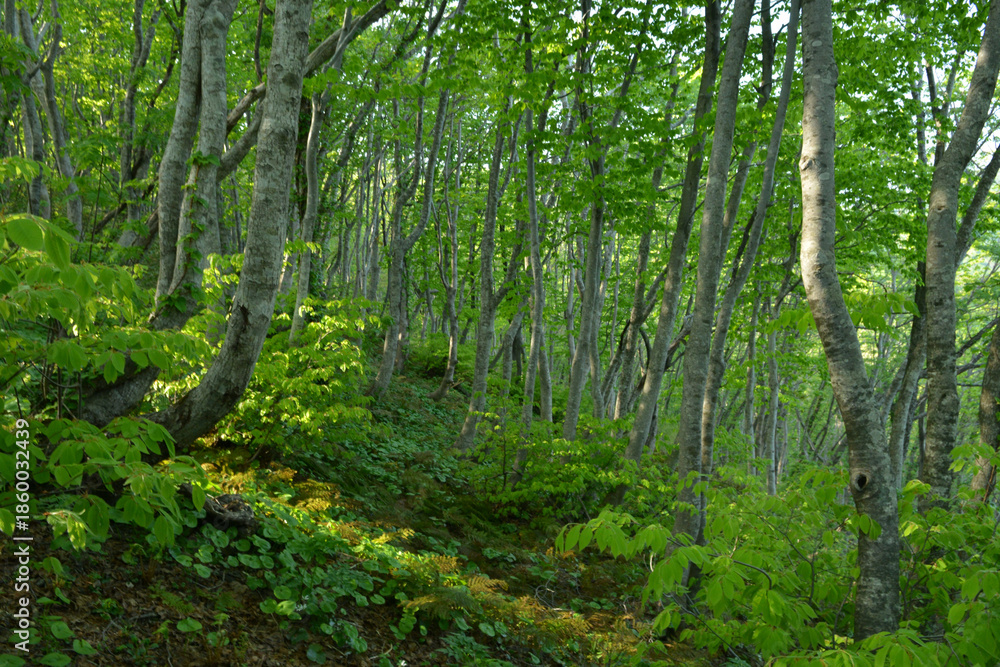 Fototapeta premium Korean beech Fagus multinervis of Fagaceae is a shade tree in climax forests for beauty. This is an authentic optical photography captured on location. Keywords