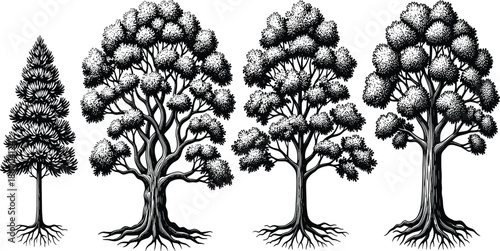 Detailed tree illustrations collection showing different tree species with roots and foliage, hand drawn botanical style isolated on white background