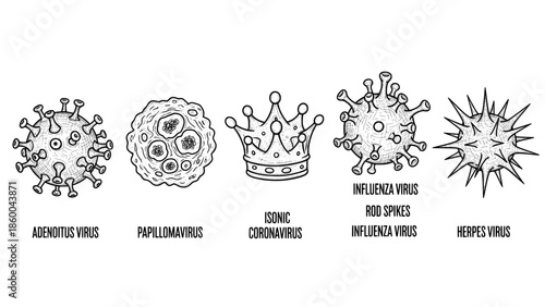 Virus types illustration, adenovirus, papillomavirus, coronavirus