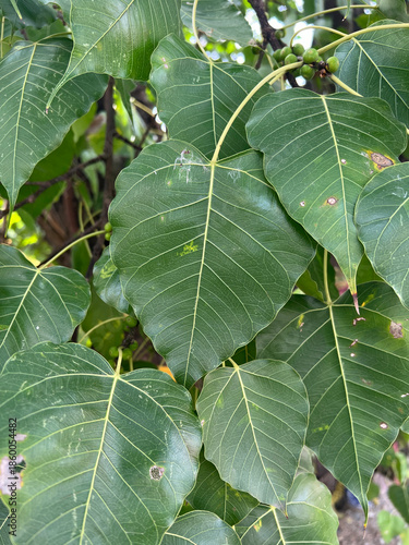close up view of green leaves on bodhi tree