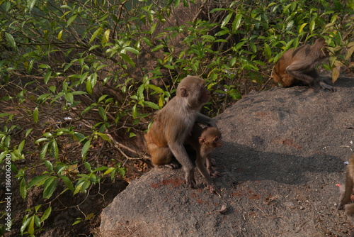 Monkey with her baby