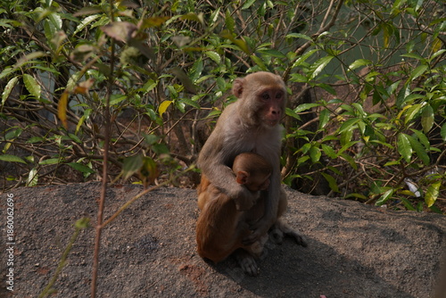 Monkey with baby