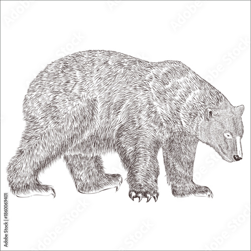 Bear image