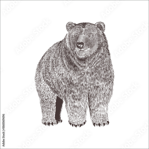 Bear image