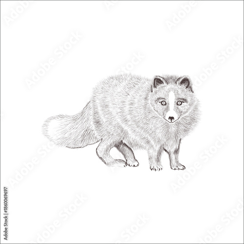 racoon image 