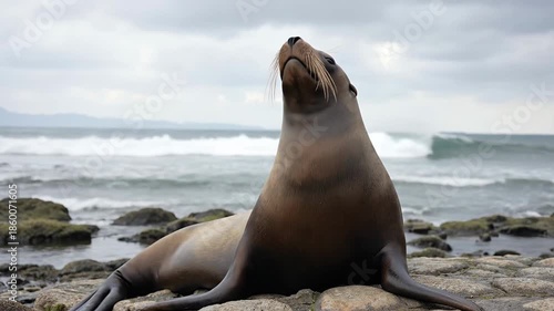 A serene seal lounging on rocky coastline by the ocean.