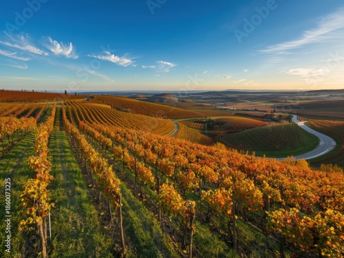 Autumn vineyard under clear sky