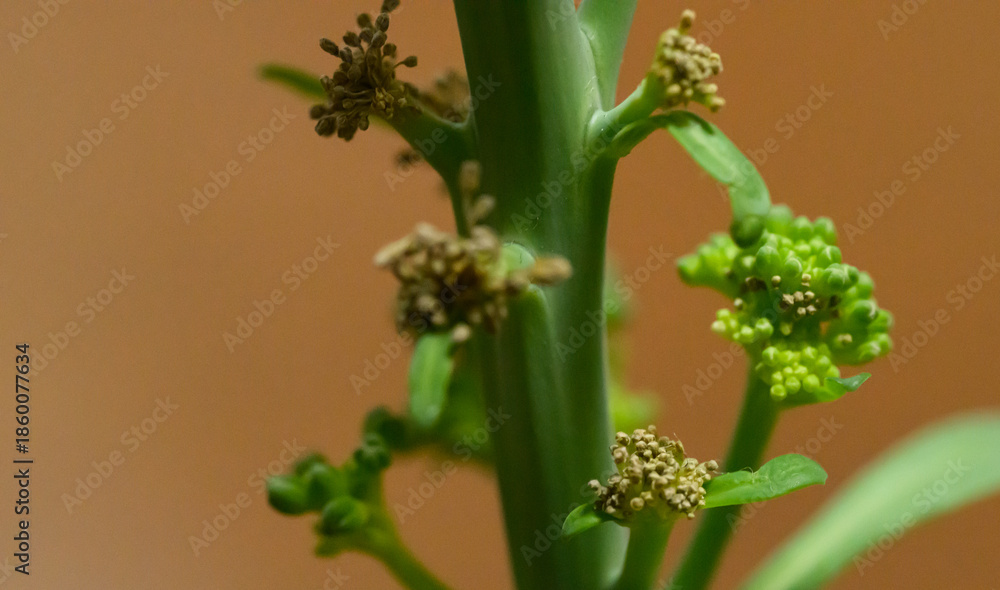 Obraz premium Close up of green broccoli florets and buds growing