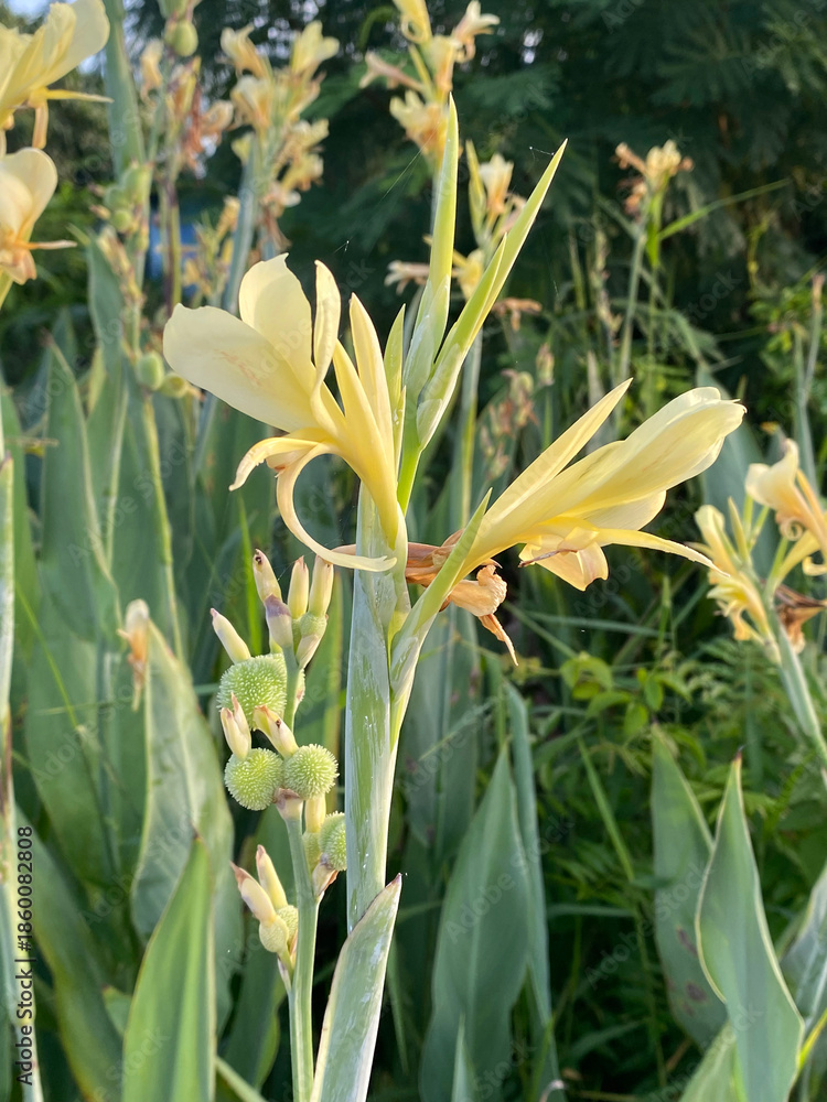 Fototapeta premium beautiful canna lily flowers in the garden