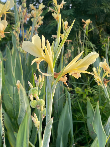 beautiful canna lily flowers in the garden