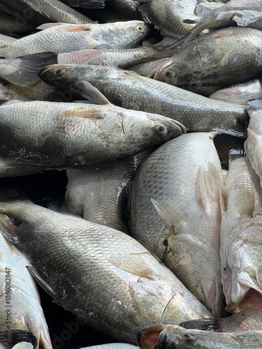 fresh fish on the fish market.