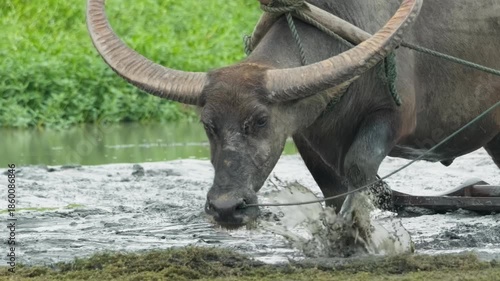 Water Buffalo Drinking at Muddy Waterhole in Rural Farm Setting