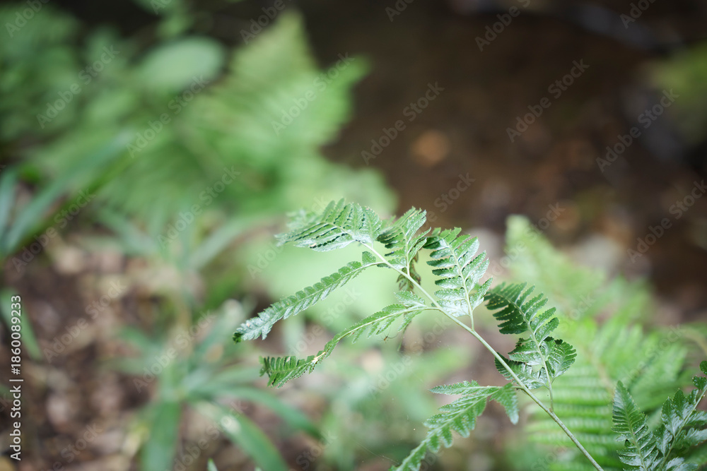 Fototapeta premium In the forest, ferns, sunlight, natural environment