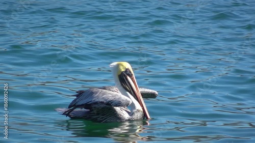 Profile view of a brown pelican resting on gentle sea ripples. Sunlight illuminates the bird's feathers and vibrant beak in the wild.