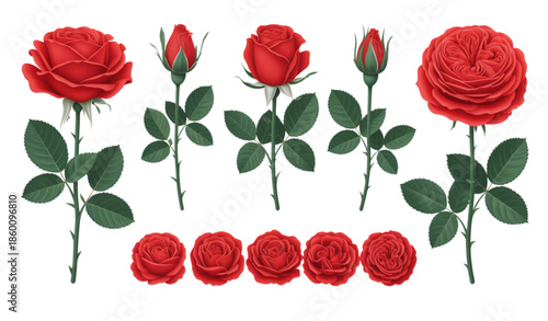 Red rose floral elements set with leaves isolated on white background love wedding vector illustration