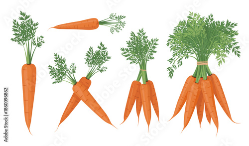 Fresh carrot vegetables collection with green leaves isolated on white background organic food vector illustration